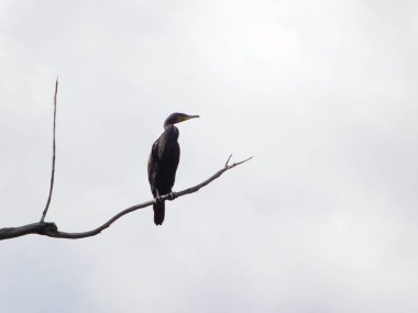 Üç daldaki kuşların siluetleri karabatak Phalacrocorax 