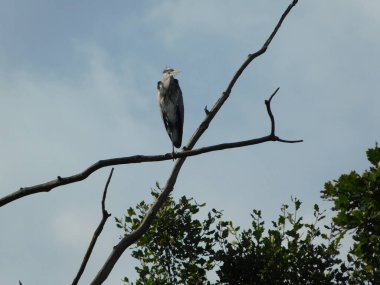 Üç daldaki kuş siluetleri gri balıkçıl cinerea Ardea cinerea cinerea grisi balıkçılgiller (Ardeidae) familyasından orta Avrupa ve Asya 'da yaşayan kuş türleri.