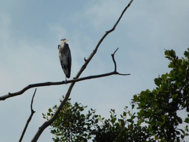 Üç daldaki kuş siluetleri gri balıkçıl cinerea Ardea cinerea cinerea grisi balıkçılgiller (Ardeidae) familyasından orta Avrupa ve Asya 'da yaşayan kuş türleri.