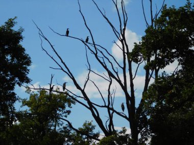 Üç daldaki kuş siluetleri gri balıkçıllı ardea cinerea ve karabatak Phalacrocorax 