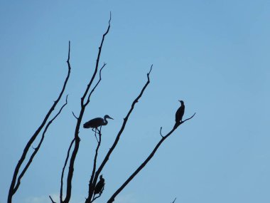 Üç daldaki kuş siluetleri gri balıkçıllı ardea cinerea ve karabatak Phalacrocorax 