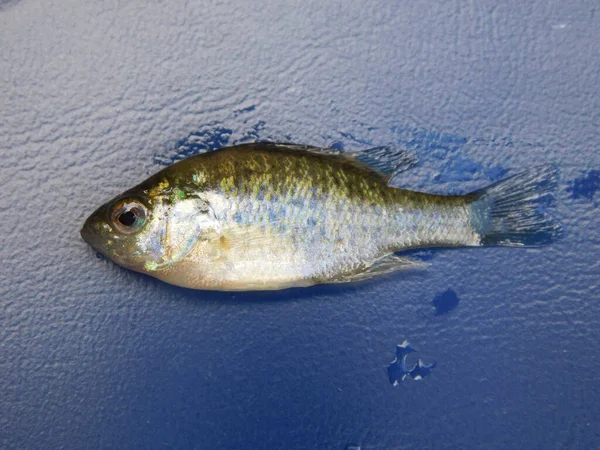 Lepomis Gibbosus Pkinseed Також Відомий Ставковий Окунь Звичайна Риба Панкі — стокове фото