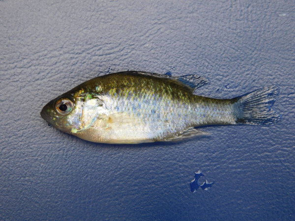 Lepomis gibbosus pumpkinseed, also referred to as pond perch, common sunfish, punkie, sunfish, sunny, and kivver, is a small/medium-sized North American freshwater fish of the genus Lepomis, from fam