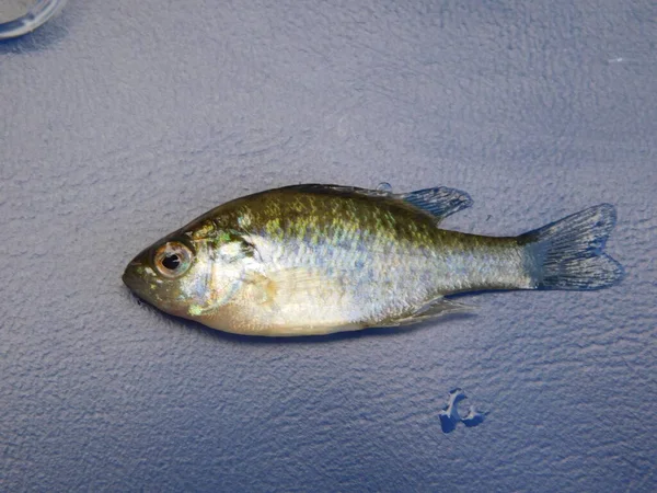 Lepomis gibbosus balkabağı tohumu (İngilizce: Lepomis gibbosus balkabağı tohumu), Lepomis familyasından küçük ve orta büyüklükte bir Kuzey Amerika tatlı su balığıdır.