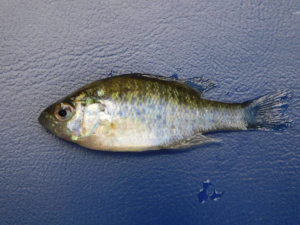 Lepomis Gibbosus Ist Ein Kleiner Mittelgroßer Nordamerikanischer Süßwasserfisch Der Gattung — Stockfoto