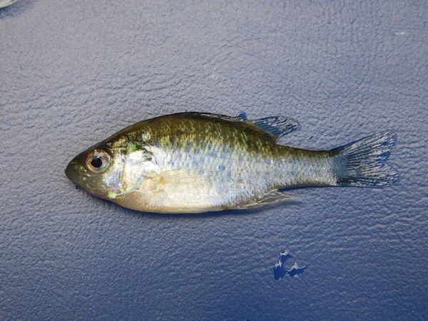 Lepomis Gibbosus Tykvovité Semínko Také Označované Jako Rybník Okoun Obyčejné — Stock fotografie