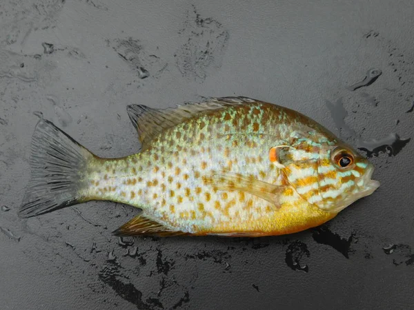 Lepomis Gibbosus Pkinseed Також Відомий Ставковий Окунь Звичайна Риба Панкі — стокове фото