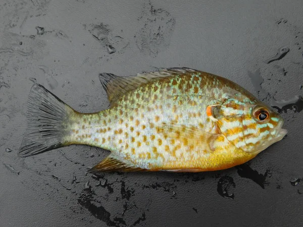 Lepomis Gibbosus Tökmag Más Néven Tavi Sügér Közönséges Naphal Punkie — Stock Fotó