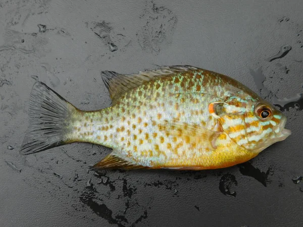Lepomis Gibbosus Pumpkinseed Γνωστό Και Pond Perch Common Sunfish Punkie — Φωτογραφία Αρχείου
