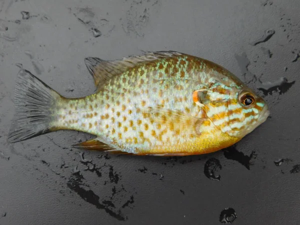 Lepomis Gibbosus Tökmag Más Néven Tavi Sügér Közönséges Naphal Punkie — Stock Fotó