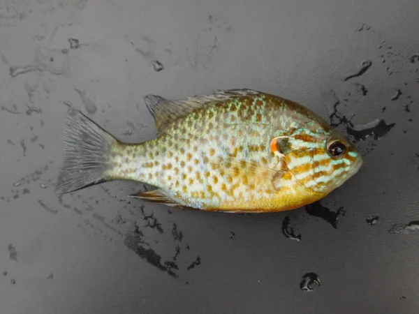 Lepomis Gibbosus Pumpkinseed Juga Disebut Sebagai Pond Perch Common Sunfish — Stok Foto