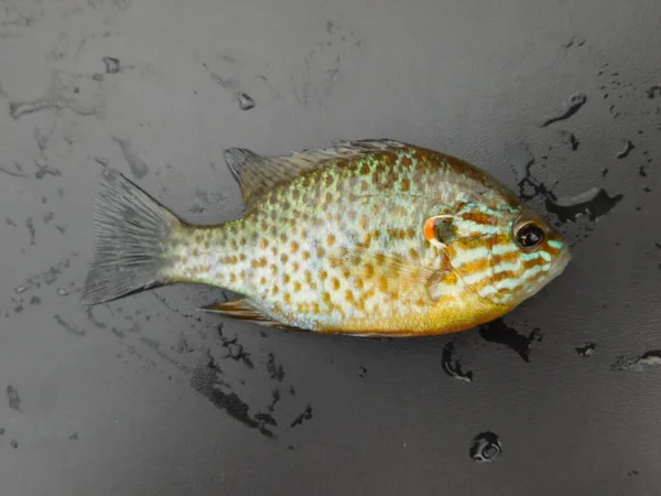 Lepomis Gibbosus Pumpkinseed Também Conhecido Como Lagoa Poleiro Sunfish Comum — Fotografia de Stock
