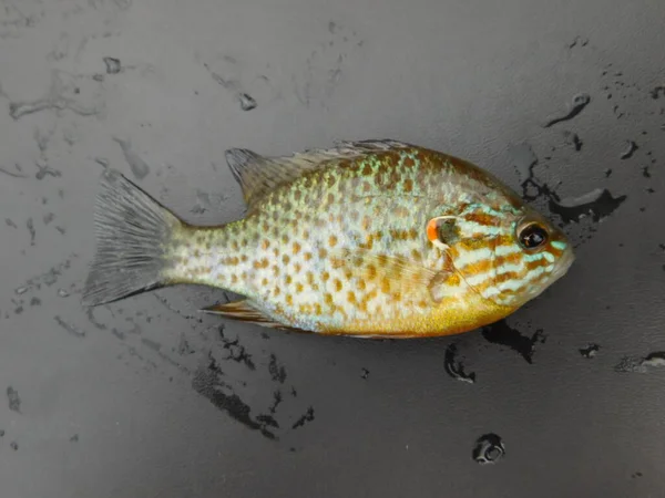 Lepomis Gibbosus Pumpkinseed Известная Окунь Пруда Обыкновенная Солнечная Рыба Панки — стоковое фото