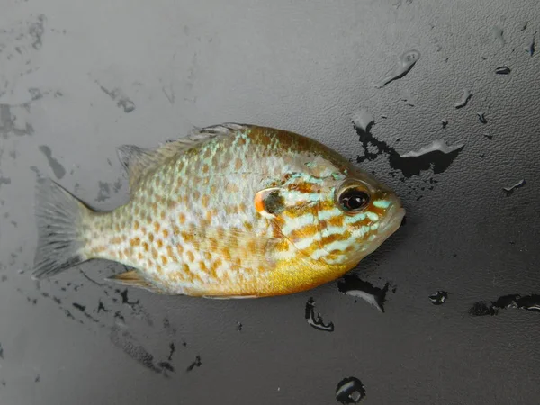 Lepomis Gibbosus Pkinseed Також Відомий Ставковий Окунь Звичайна Риба Панкі — стокове фото