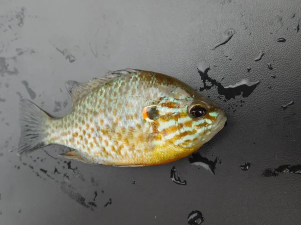 Lepomis Gibbosus Pkinseed Також Відомий Ставковий Окунь Звичайна Риба Панкі — стокове фото