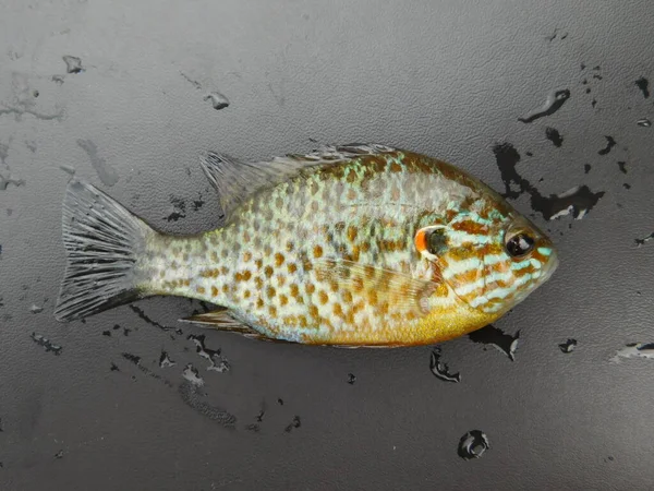 Lepomis Gibbosus Pkinseed Також Відомий Ставковий Окунь Звичайна Риба Панкі — стокове фото