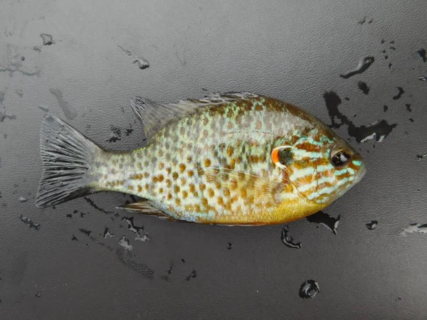 Lepomis Gibbosus Tökmag Más Néven Tavi Sügér Közönséges Naphal Punkie — Stock Fotó