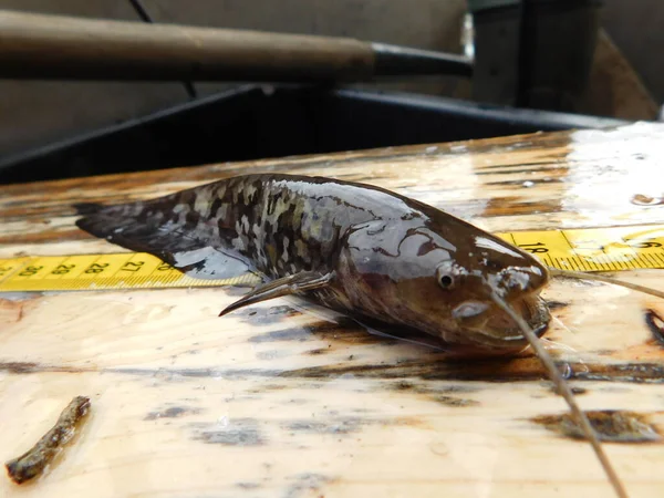 Silurus Glanis Europäisches Wels Welse Jungfische Jungfische Jahren Fangen Einem — Stockfoto