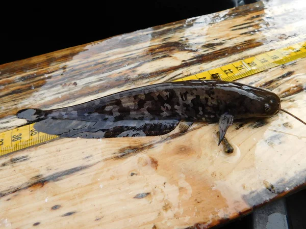 Silurus glanis european yayın balığı avlıyor 0 + yıllık yavru balık, bir göl avı çoğu Czech cumhuriyeti yeniden işlenmiş kömür madeni, Minig Gölü sonrası