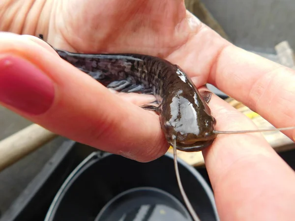Silurus Glanis Europäisch Wels Welse Jährige Jungfische Der Art Fang — Stockfoto