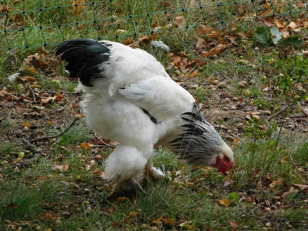 Brahma Amerykański Gatunek Kurczaka Został Opracowany Stanach Zjednoczonych Ptaków Importowanych — Zdjęcie stockowe