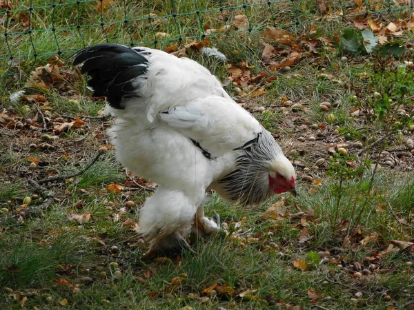 Brahma Amerykański Gatunek Kurczaka Został Opracowany Stanach Zjednoczonych Ptaków Importowanych — Zdjęcie stockowe