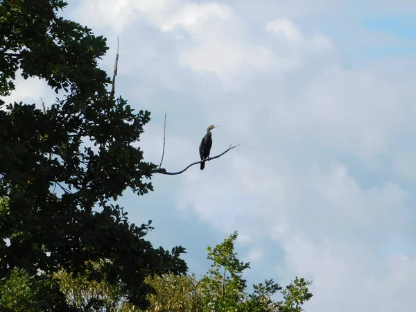 Daldaki Kuşların Siluetleri Karabatak Phalacrocorax — Stok fotoğraf