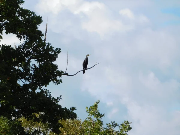 나뭇가지에 새들의 실루엣으로 가마우지 Phalacrocorax — 스톡 사진