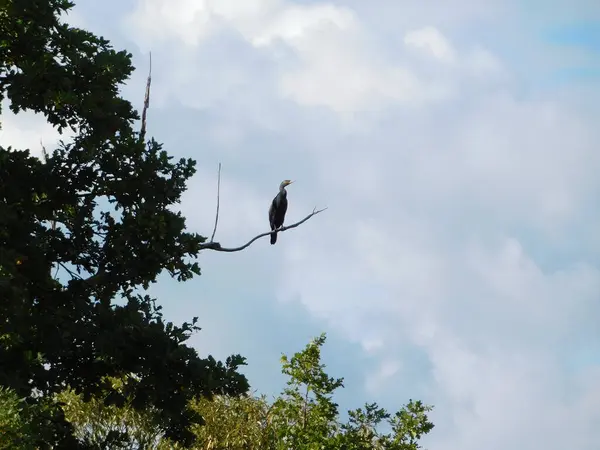 나뭇가지에 새들의 실루엣으로 가마우지 Phalacrocorax — 스톡 사진