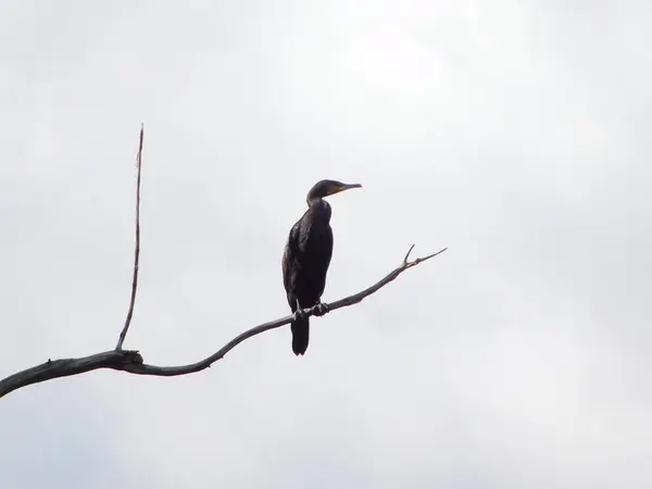 Σιλουέτες Πτηνών Τρία Κλαδιά Κορμοράνου Phalacrocorax — Φωτογραφία Αρχείου