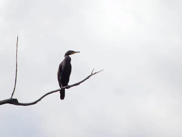 Daldaki Kuşların Siluetleri Karabatak Phalacrocorax — Stok fotoğraf