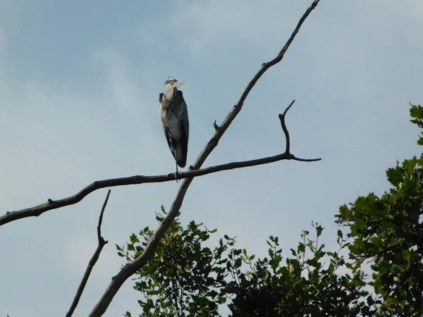 Silhuetas Aves Três Ramos Garça Cinzenta Ardea Cinerea Ardea Cinerea — Fotografia de Stock