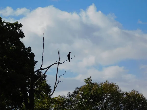 Silhuetter Fåglar Tre Grenar Skarv Phalacrocorax — Stockfoto