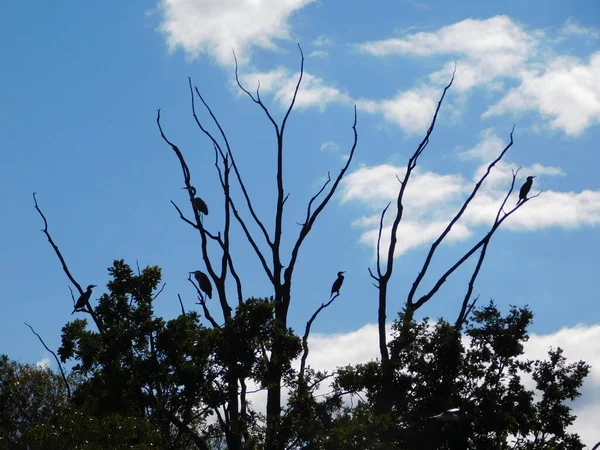 Silhuetas Aves Três Ramos Garça Cinzenta Ardea Cinerea Corvo Marinho — Fotografia de Stock