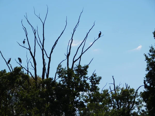 가리아 레아와 새들의 실루엣 — 스톡 사진