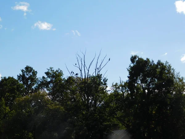 Силуэты Птиц Трех Ветвях Серой Цапли Ardea Cinerea Баклана Phalacrocorax — стоковое фото