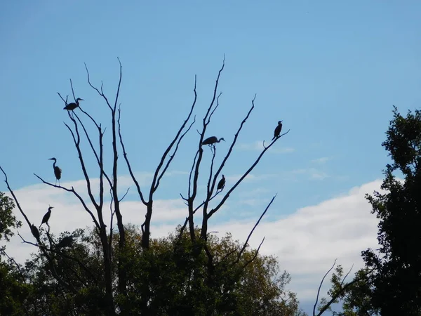 Silhuetas Aves Três Ramos Garça Cinzenta Ardea Cinerea Corvo Marinho — Fotografia de Stock