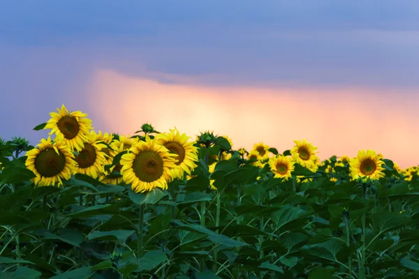 insanlar ve Ukrayna Nakliye