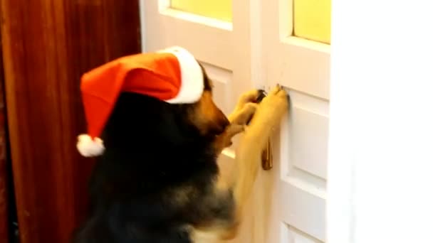 Собака відкриває двері — стокове відео