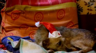 Köpekler santa Claus kapaklar