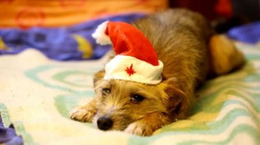 Köpekler santa Claus kapaklar