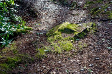 Glengarriff Bantry Körfezi Batı Cork İrlanda 