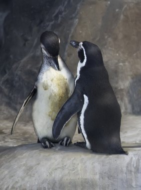Penguenler
