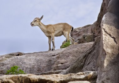 Moskova hayvanat bahçesinde bir dağda keçi yavrusu