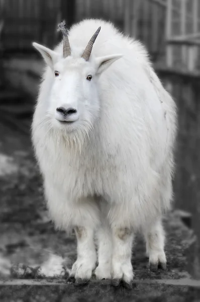 Hayvanat bahçesindeki keçi — Stok fotoğraf