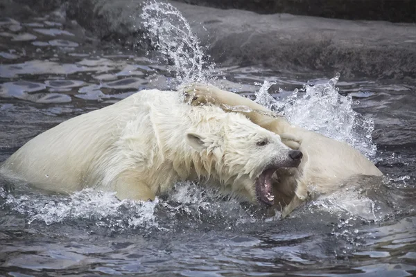 Eisbären — Stockfoto