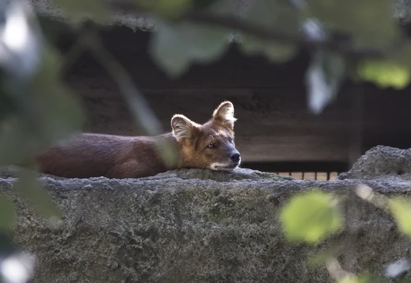 Червоний вовк живе в зоопарку — стокове фото