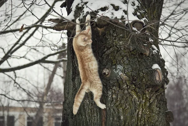 Röd katt hänger på ett träd — Stockfoto