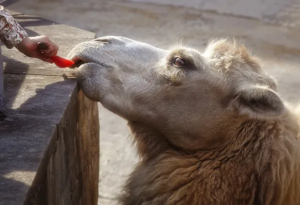 Дети кормят верблюдов в зоопарке — стоковое фото