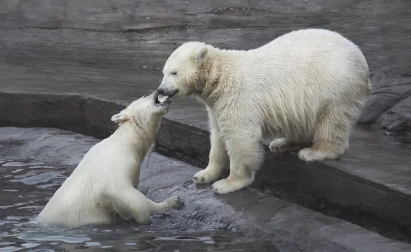 Polar bears Royalty Free Stock Images
